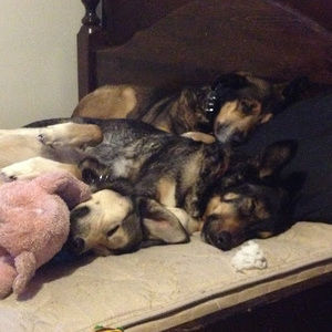 Meet your Posher, Steve